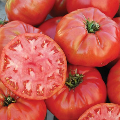 Brandywine_Tomato-1
