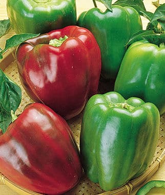 CaliforniaWonderPepper