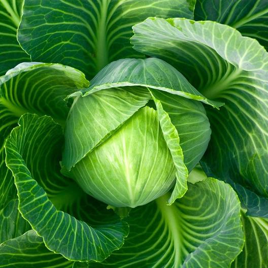 CopenhagenMarketCabbage