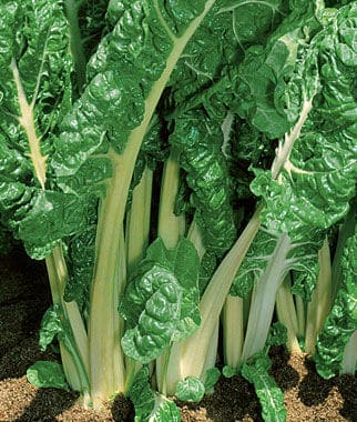 FordhookGiantChard