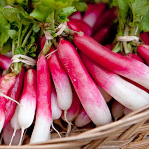 French-Breakfast-Radish