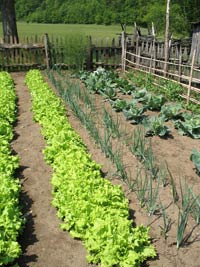 Garden_1733964 survival seeds