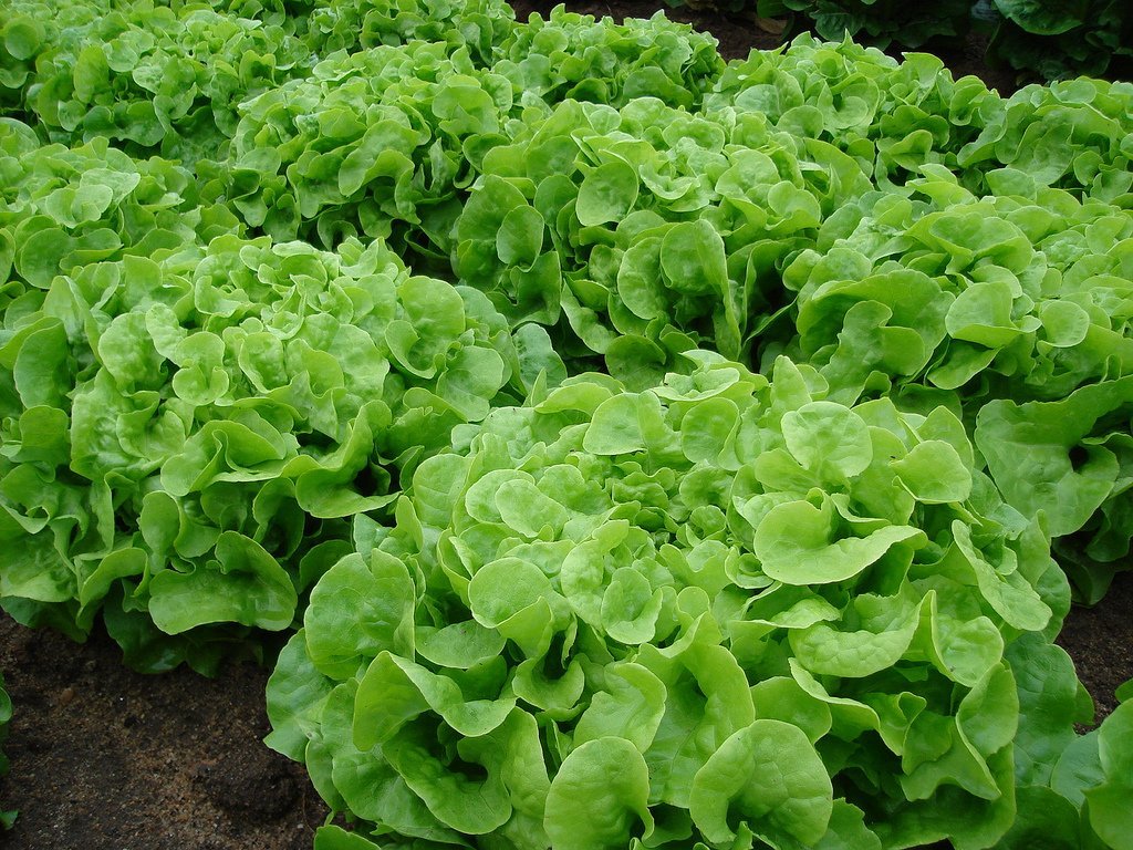 OakleafLettuce
