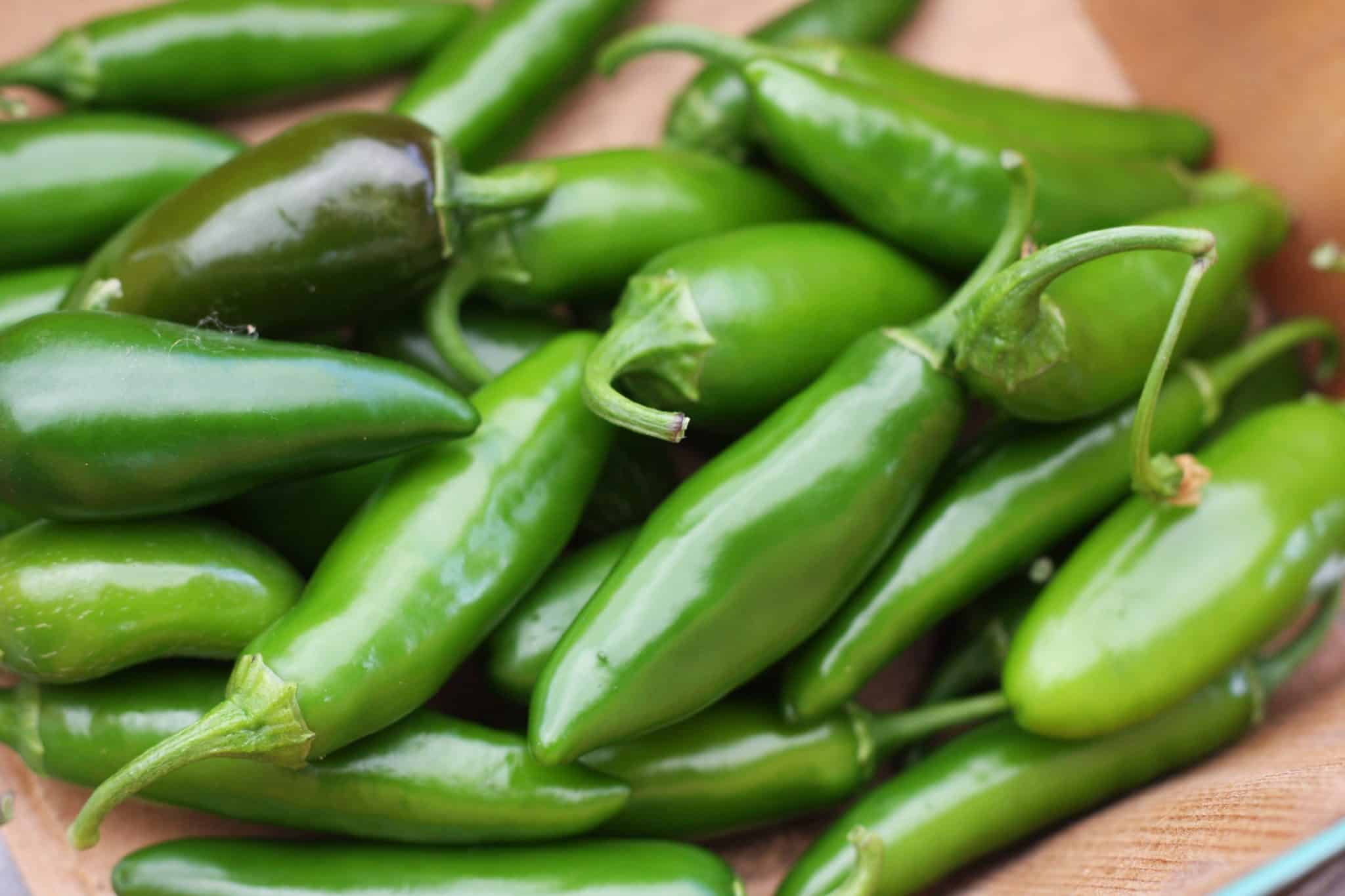 Pepper-Early-Jalapeno