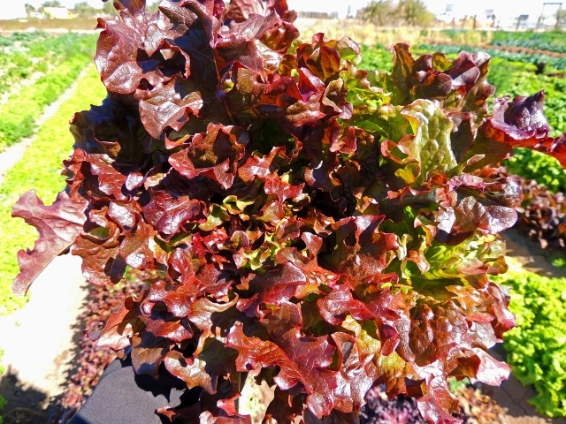 Red-Salad-Bowl-Lettuce
