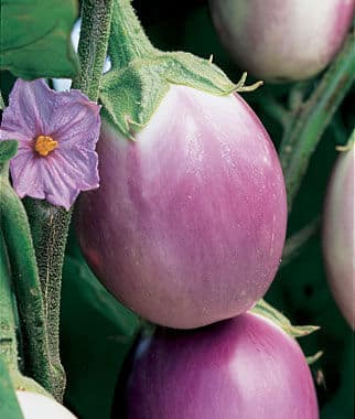 RosaBiancaEggplant-2