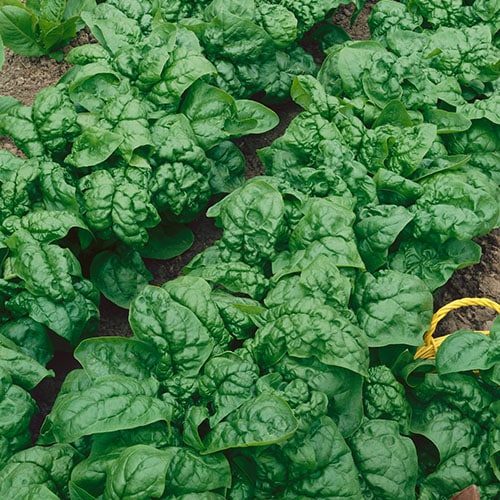 Spinach-Bloomsdale