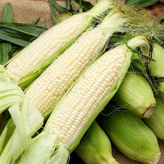 StowellsEvergreenCorn