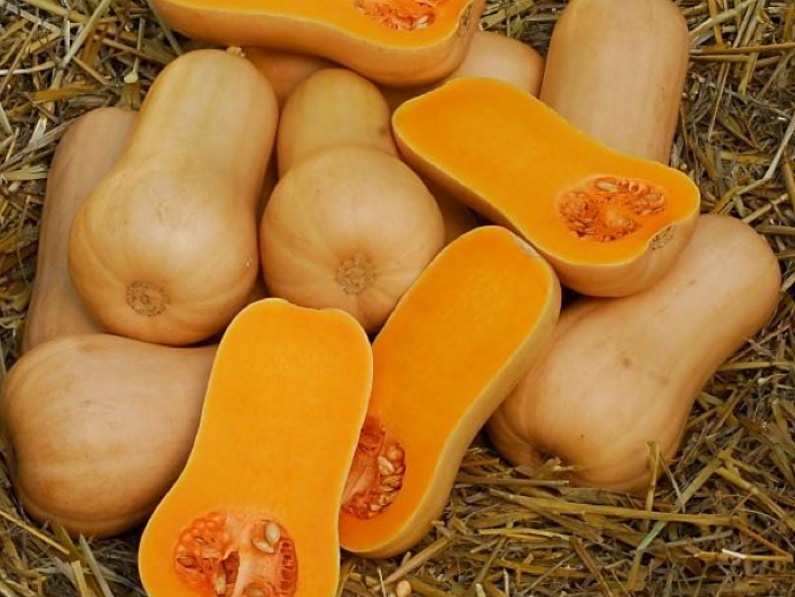 WalthamButternutSquash-2 butternut squash survival seeds