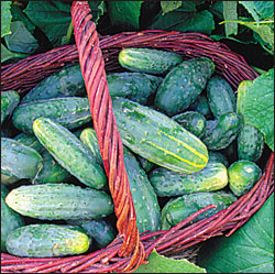 bushyCucumber