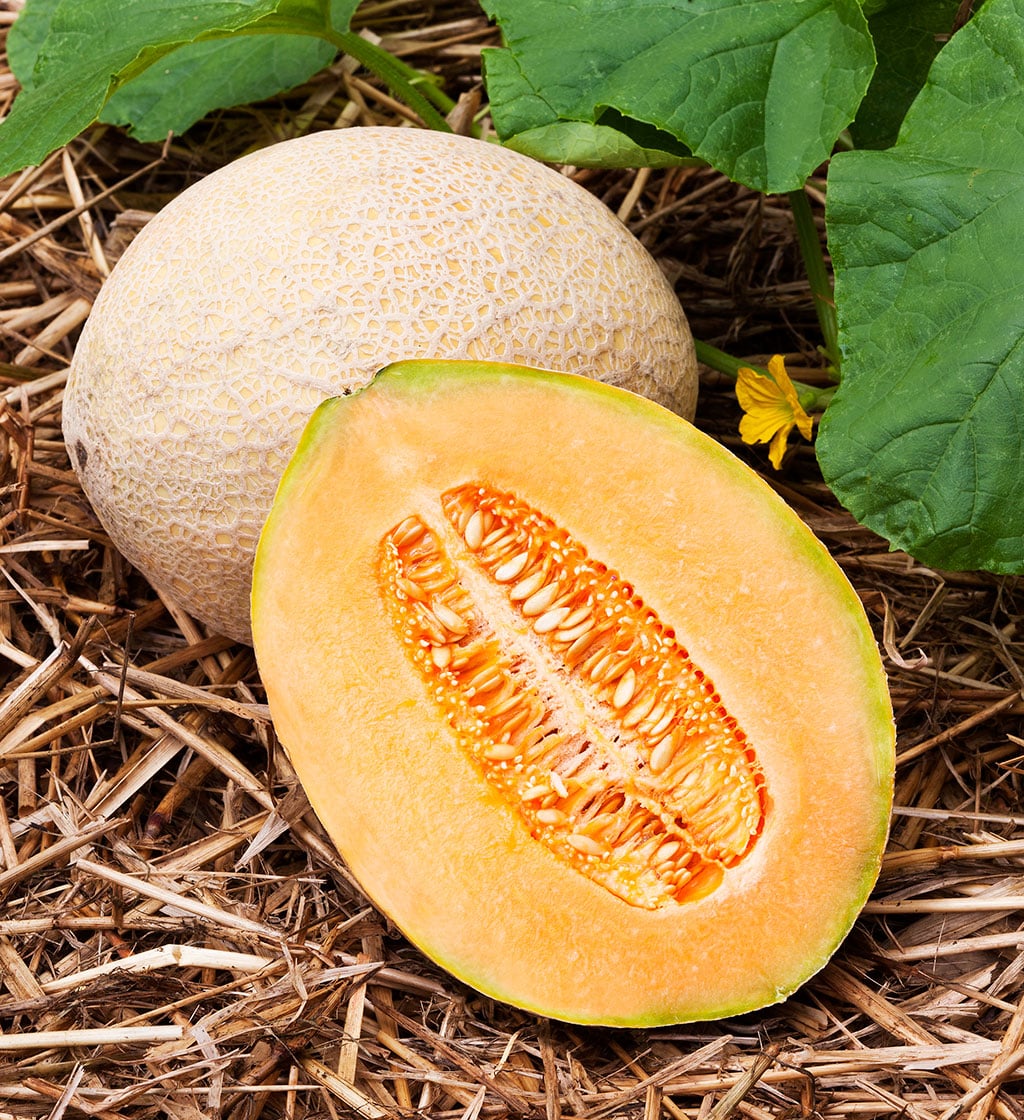 hales-best-melon