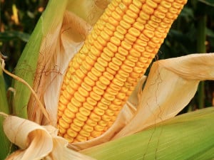 reids-yellow-dent