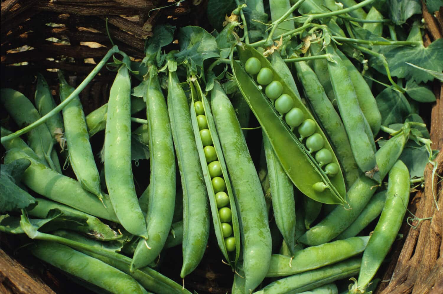vegetables-pea-green-arrow