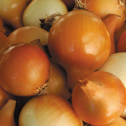 yellow-of-parma-onion
